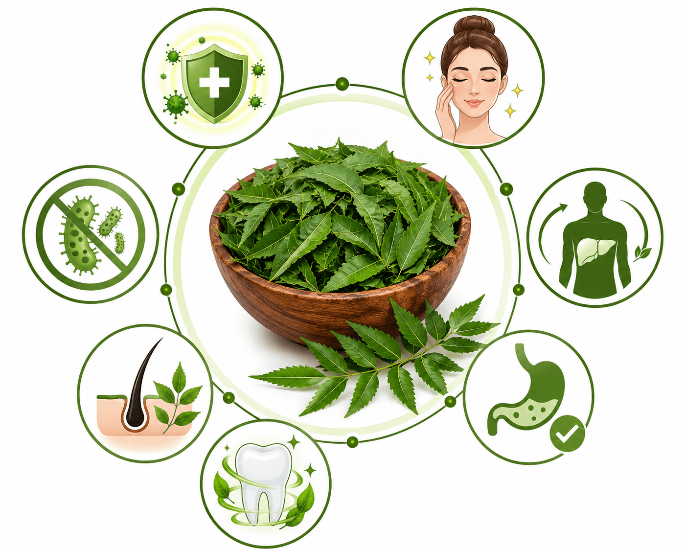 KMC Premium Dried Neem Leaves 1kg | Natural Sun-Dried Neem Patta | Azadirachta Indica Leaves | Chemical-Free Herbal Leaves | Pooja, Traditional & Multipurpose Use 3